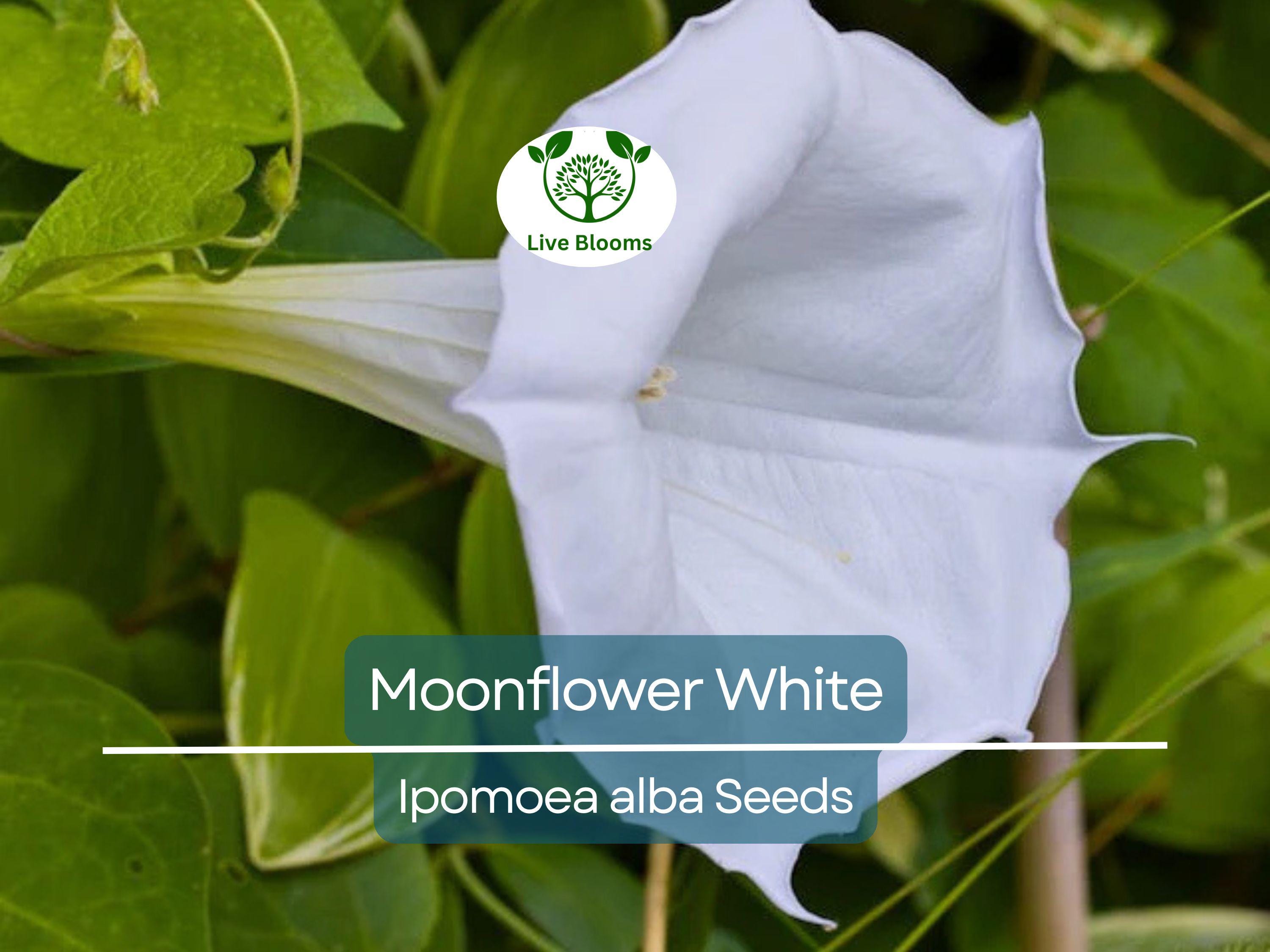 25 Seeds MOONFLOWER WHITE, Night Flowering Vine, Ipomoea alba, Moths Pollinate, Fragrant, Non-GMO, Beautiful Evening Blooms