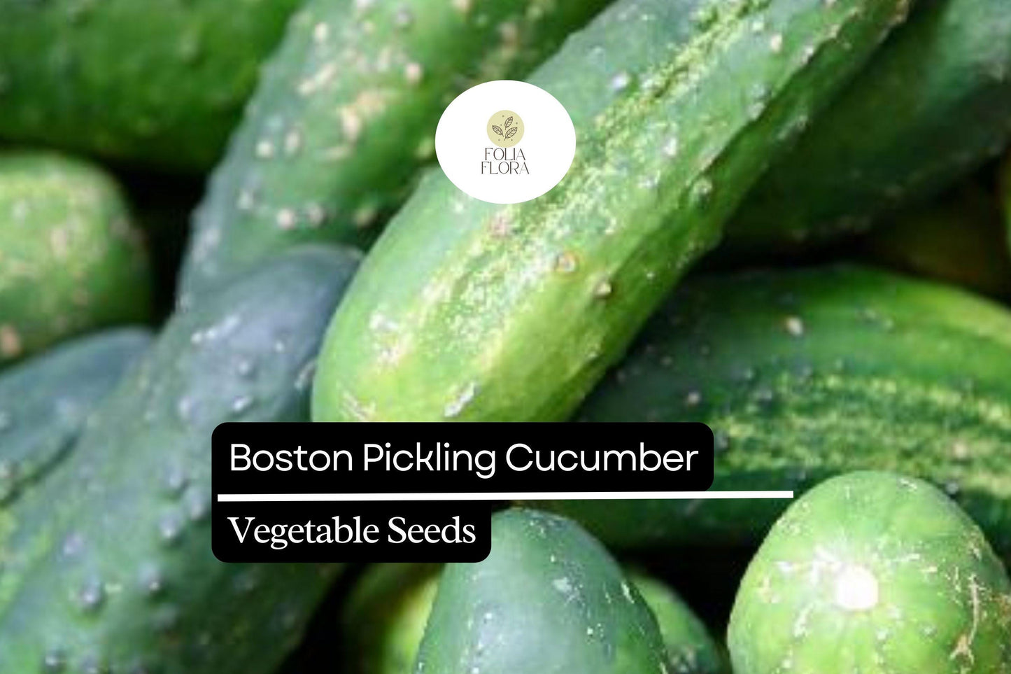 25+ Boston Pickling Cucumber Seeds | Heirloom Variety | Crisp Small Cucumbers | Non-GMO Easy Garden Planting
