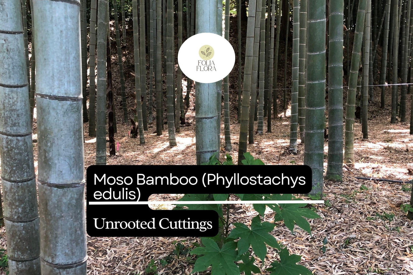 1 Unrooted Cuttings Moso Bamboo Plant (Phyllostachys edulis) Big Live Plant for Garden