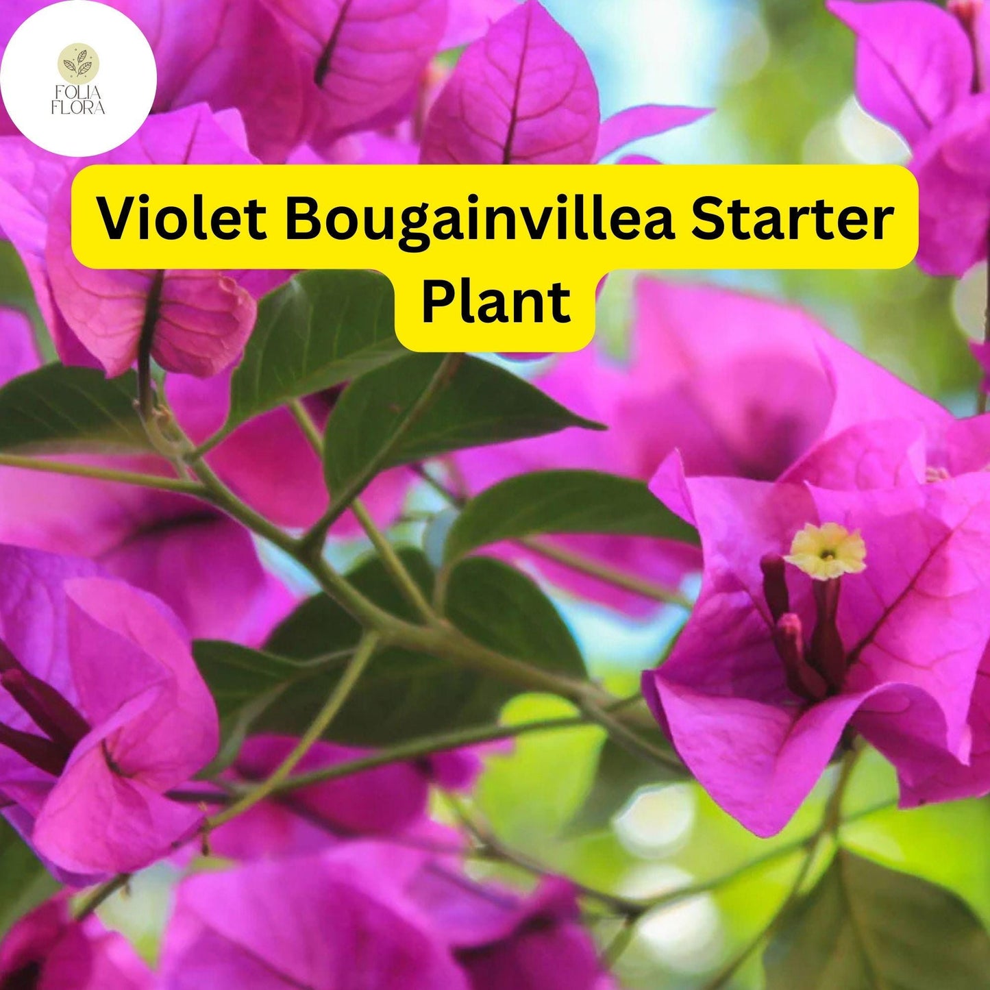 1 Well Rooted Violet Live Bougainvillea Starter/Plug Plant - Easy to Grow