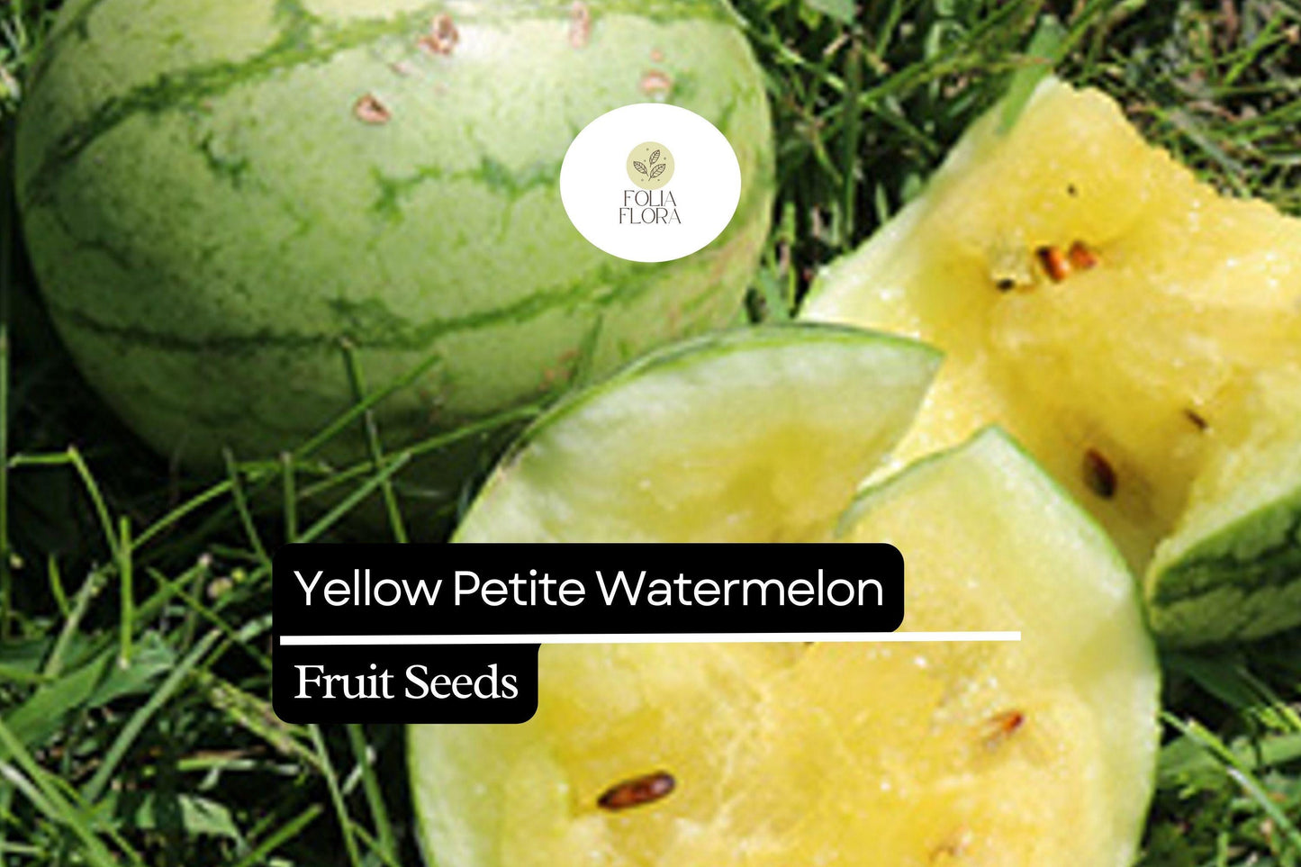 5 Seeds Yellow Petite Watermelon (Citrullus lanatus) – Sweet, Small, Yellow-Fleshed Watermelon Variety
