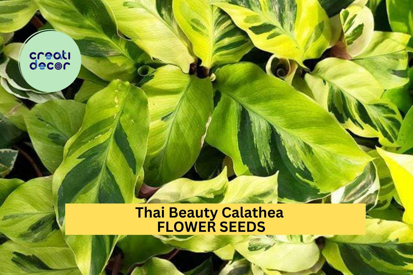 25+ Thai Beauty Calathea Seeds – Exotic Variegated Foliage for Garden Planting, Stunning Tropical Accent or Indoor Plant – USA
