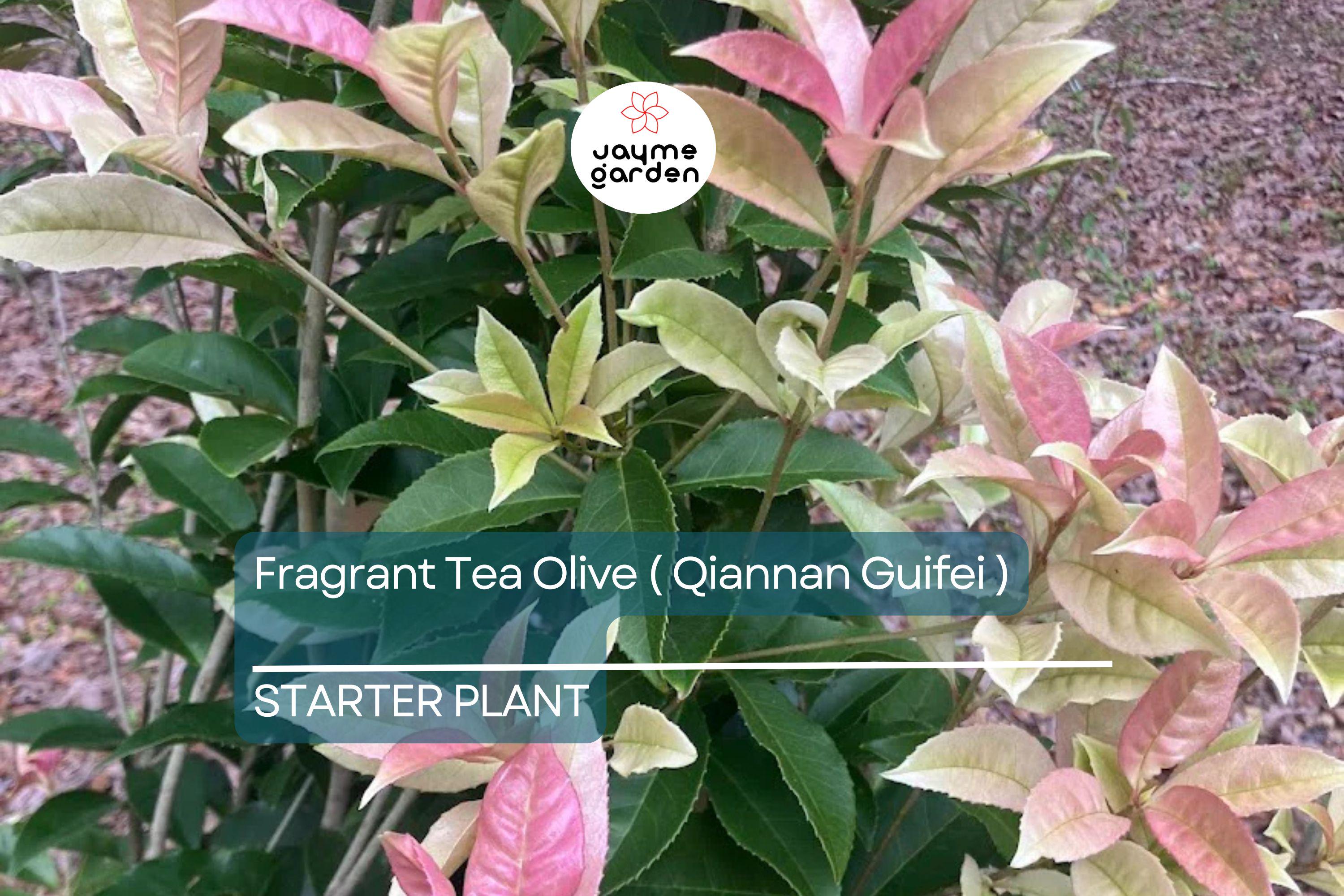 Noble Lady Fragrant Tea Olive | Qiannan Guifei Osmanthus Starter Plant | Stunning Pink & White Foliage | Rare Fragrant Shrub