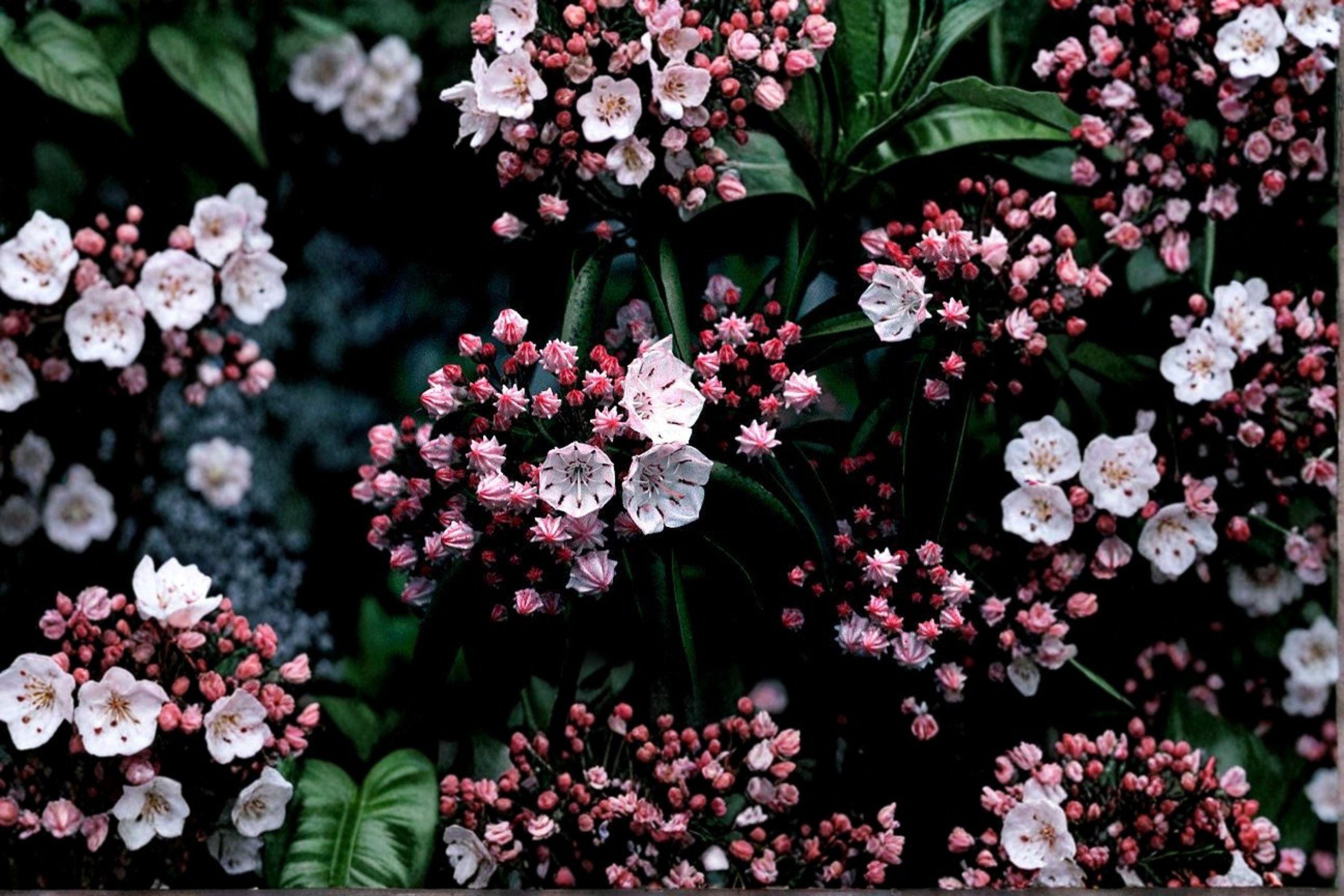 Mountain Laurel Seeds – Kalmia latifolia | 100 Seeds | Native Evergreen Shrub | Pink Spring Flowers