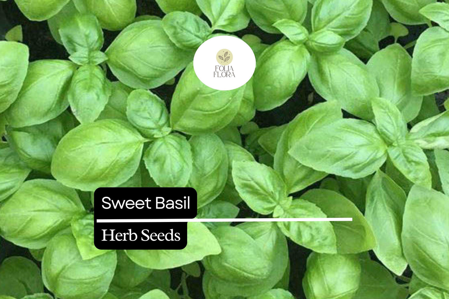 600 Seeds Sweet Basil – Ocimum basilicum, Classic Culinary Herb for Cooking & Gardening