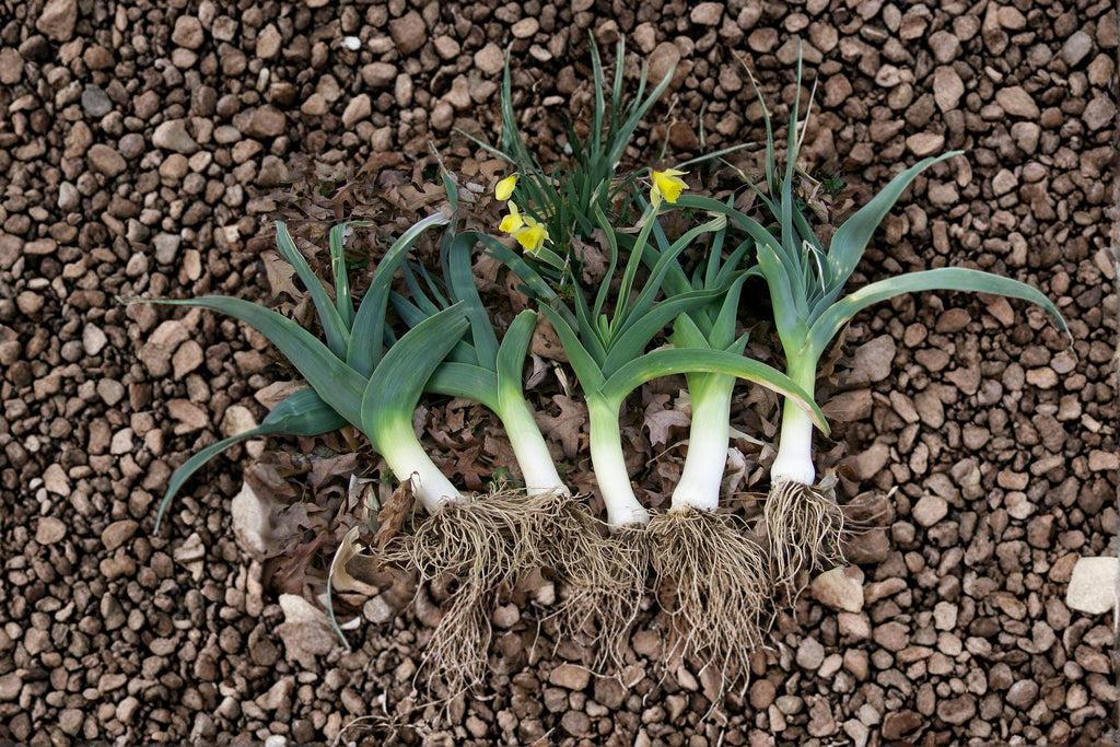 Leek – American Flag 150 Seeds | Classic Heirloom Leek | Long White Shafts | Cold-Hardy & Flavorful