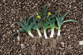 Leek – American Flag 150 Seeds | Classic Heirloom Leek | Long White Shafts | Cold-Hardy & Flavorful