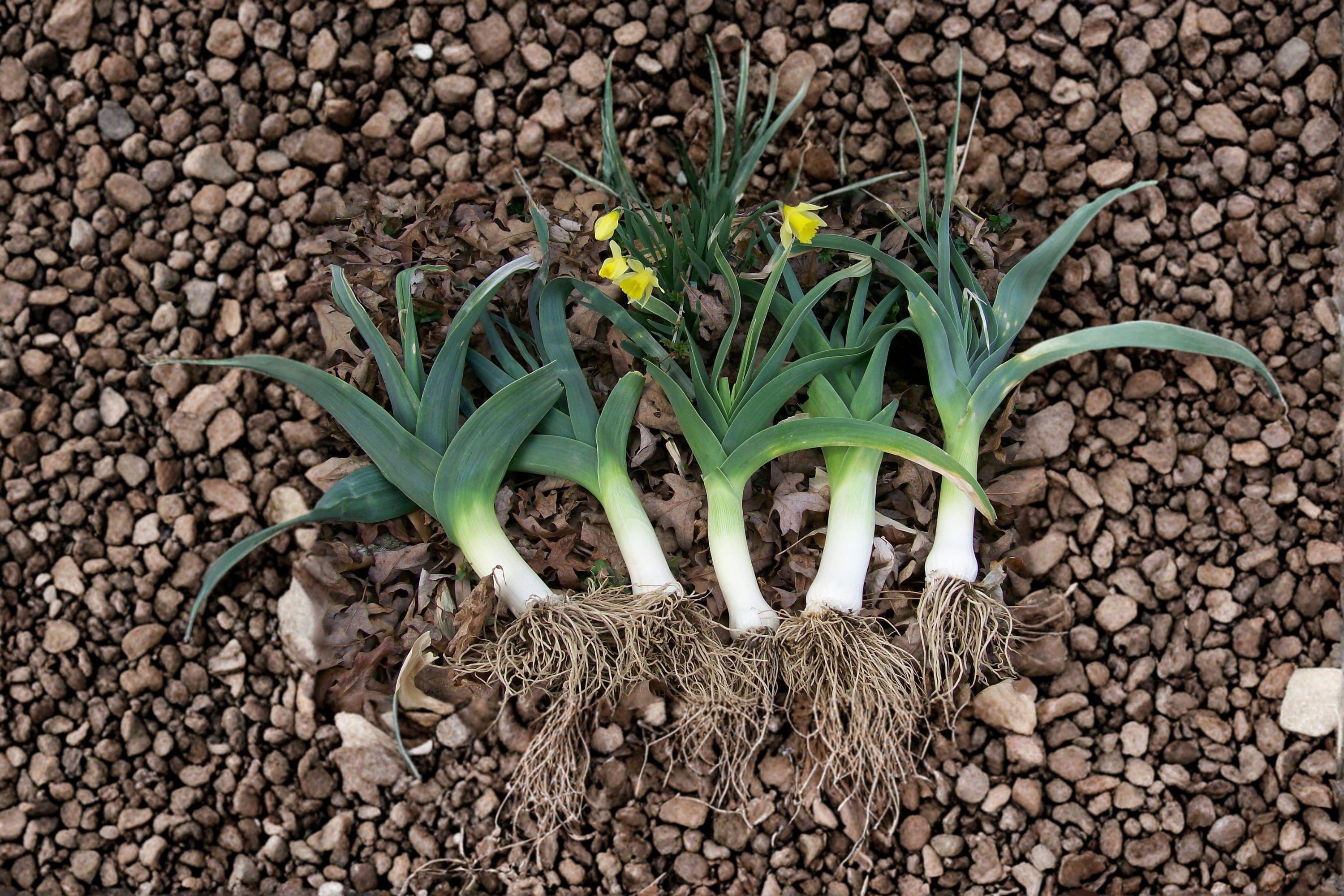 Leek – American Flag 150 Seeds | Classic Heirloom Leek | Long White Shafts | Cold-Hardy & Flavorful