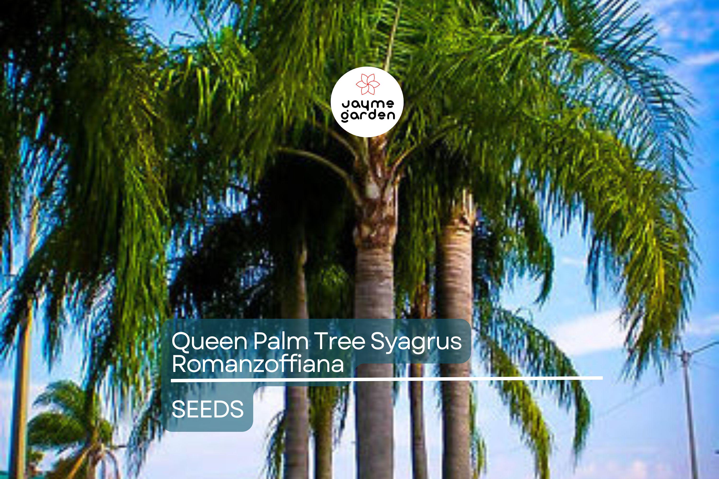 25+ Tropical Queen Palm Seeds - Syagrus Romanzoffiana - Ready to Grow, Fast-Growing Palm Tree