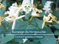 50 European Fly Honeysuckle Vine Seeds, Native Perennial White Honeysuckle Bush (Lonicera xylosteum), Hardy Vine for Garden & Landscaping