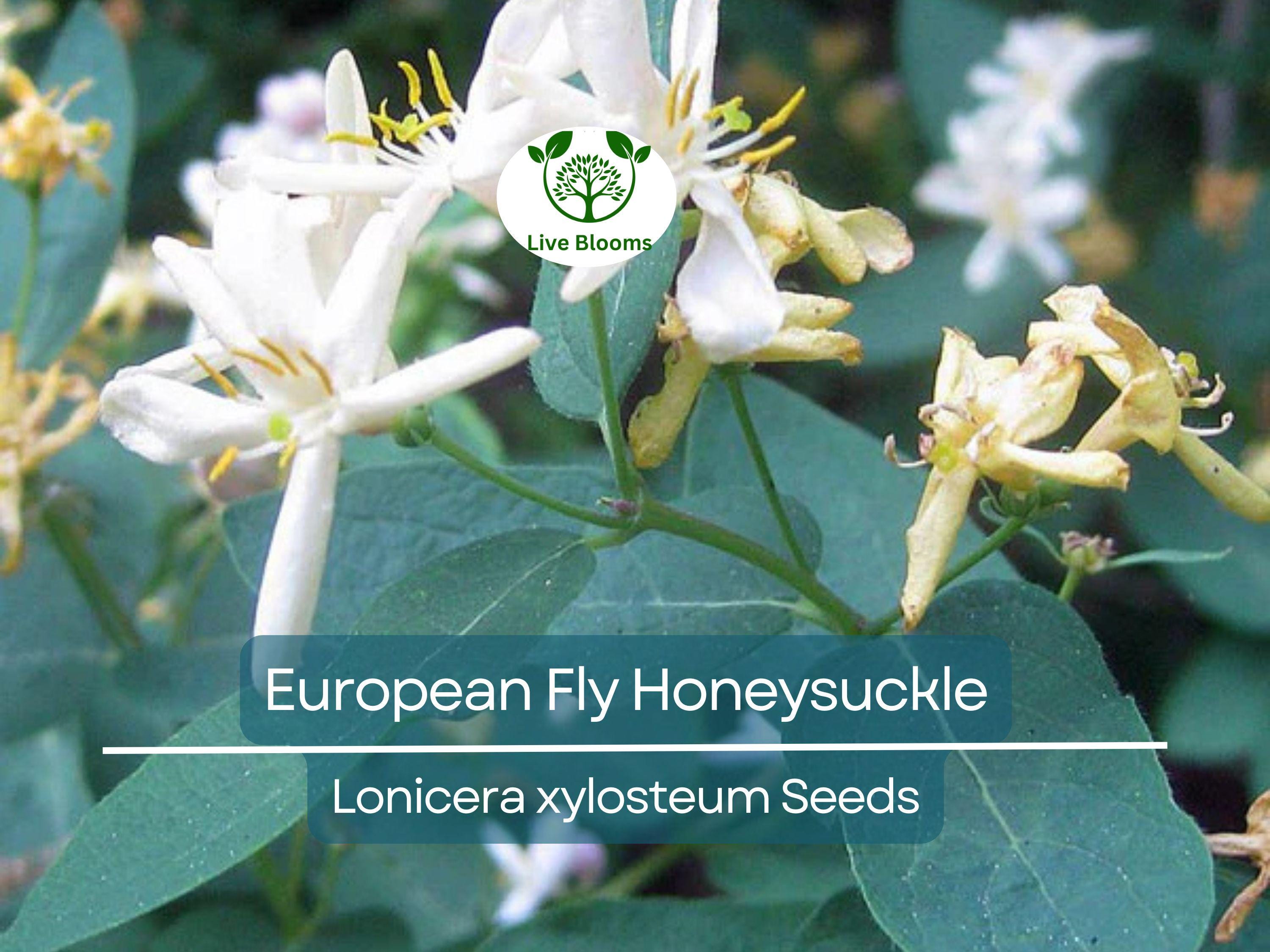 50 European Fly Honeysuckle Vine Seeds, Native Perennial White Honeysuckle Bush (Lonicera xylosteum), Hardy Vine for Garden & Landscaping