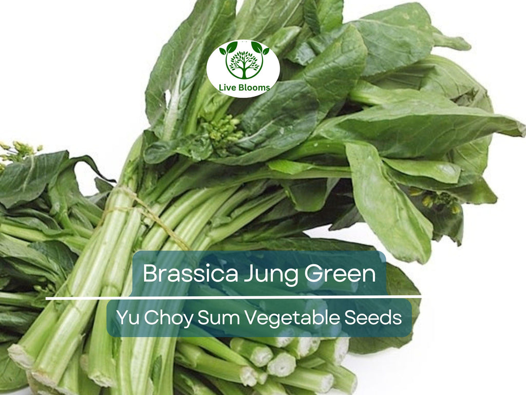 150 Yu Choy Sum Seeds - Flowering Brassica Jung Green | Fresh Asian Green for Planting, Stir-Fry & Culinary Use