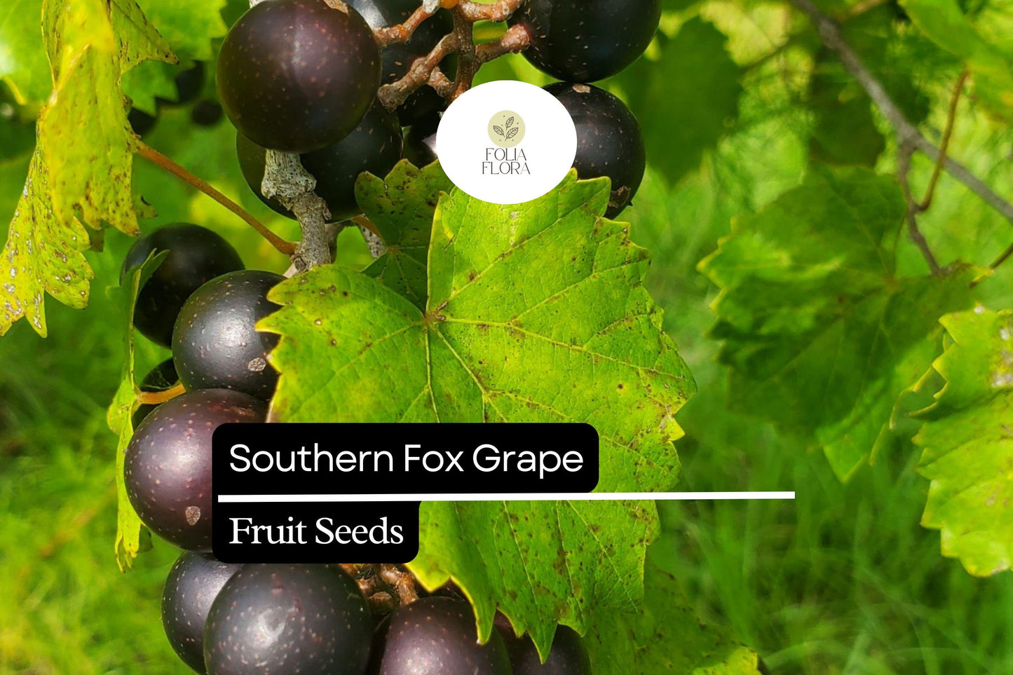 Southern Fox Grape Seeds (Vitis rotundifolia) | 25 Seeds | Grow Muscadine Grapes for Fresh Eating, Wine & Jelly