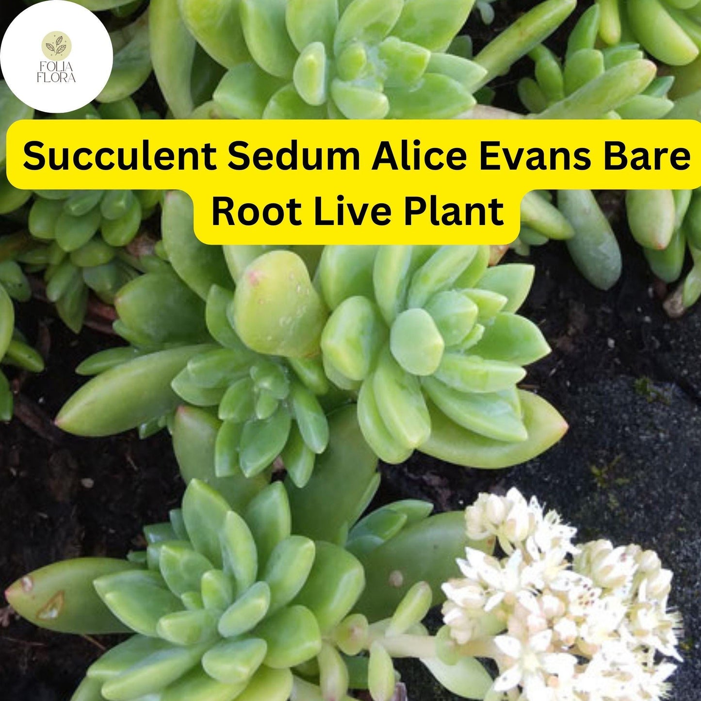 3 Bare Root Live Plants Succulent Sedum 'Alice Evans' | Stonecrop Variety, Easy Care, Drought-Tolerant, Ideal for Home & Garden