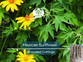 10 Organic Mexican Sunflower (Tithonia diversifolia) Unrooted Cuttings - Perennial, Fast-Growing, Bright Yellow Flowers, Easy to Grow