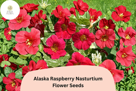 50+ Alaska Raspberry Nasturtium Seeds | Tropaeolum majus | Bright Raspberry Flowers & Variegated Foliage
