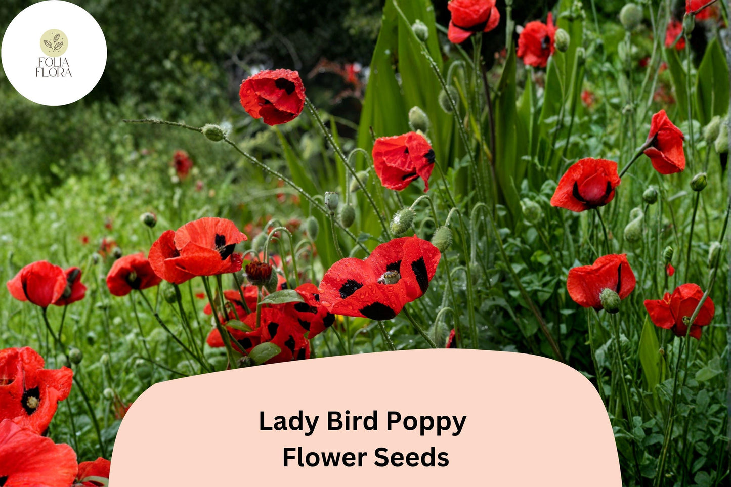 200+ Lady Bird Poppy Seeds for Garden Planting – Scarlet Red Blooms with Black Centers, Easy Wildflower