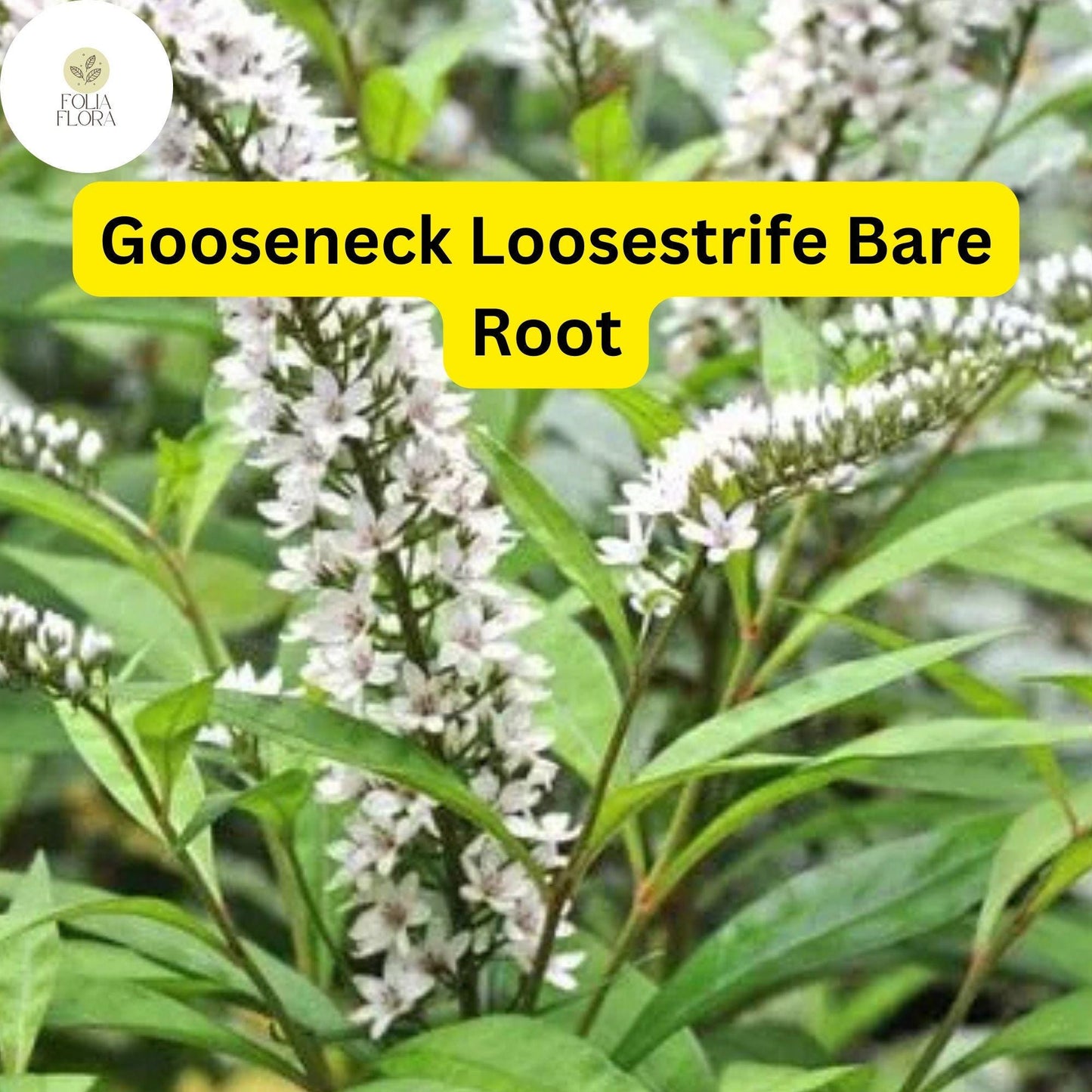12 Bare Root Gooseneck Loosestrife Perennial Plants, Lysimachia clethroides, Hardy Garden Flowers