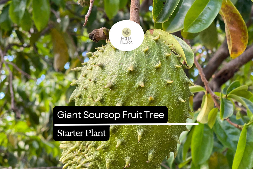 1 Giant Soursop Fruit Tree (Annona muricata) Live Starter Plant – 3’-4’