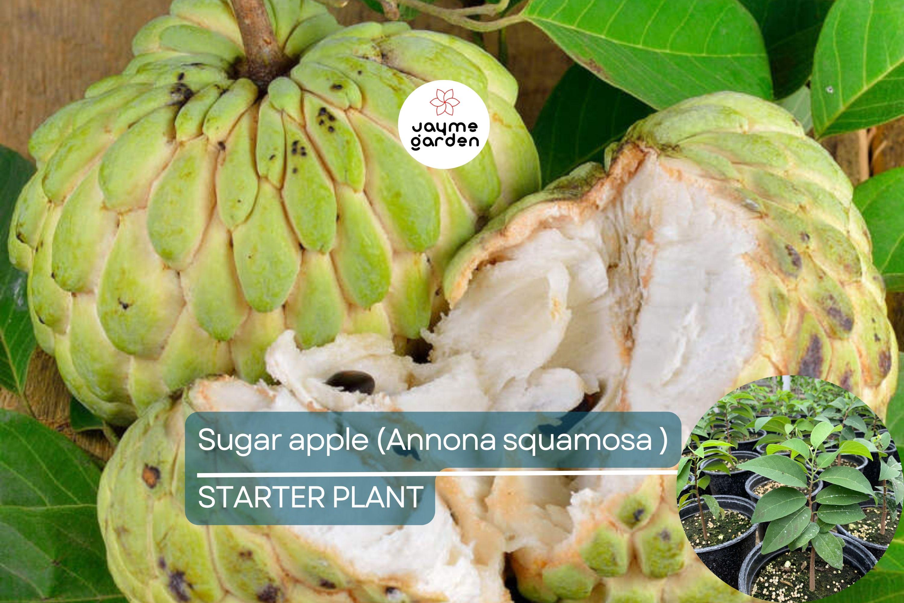 1 Sugar Apple Tree 12″-24″ Live Tropical Fruit Tree | Sweet Annona squamosa | Grow Exotic Custard Apple in Your Garden or Patio