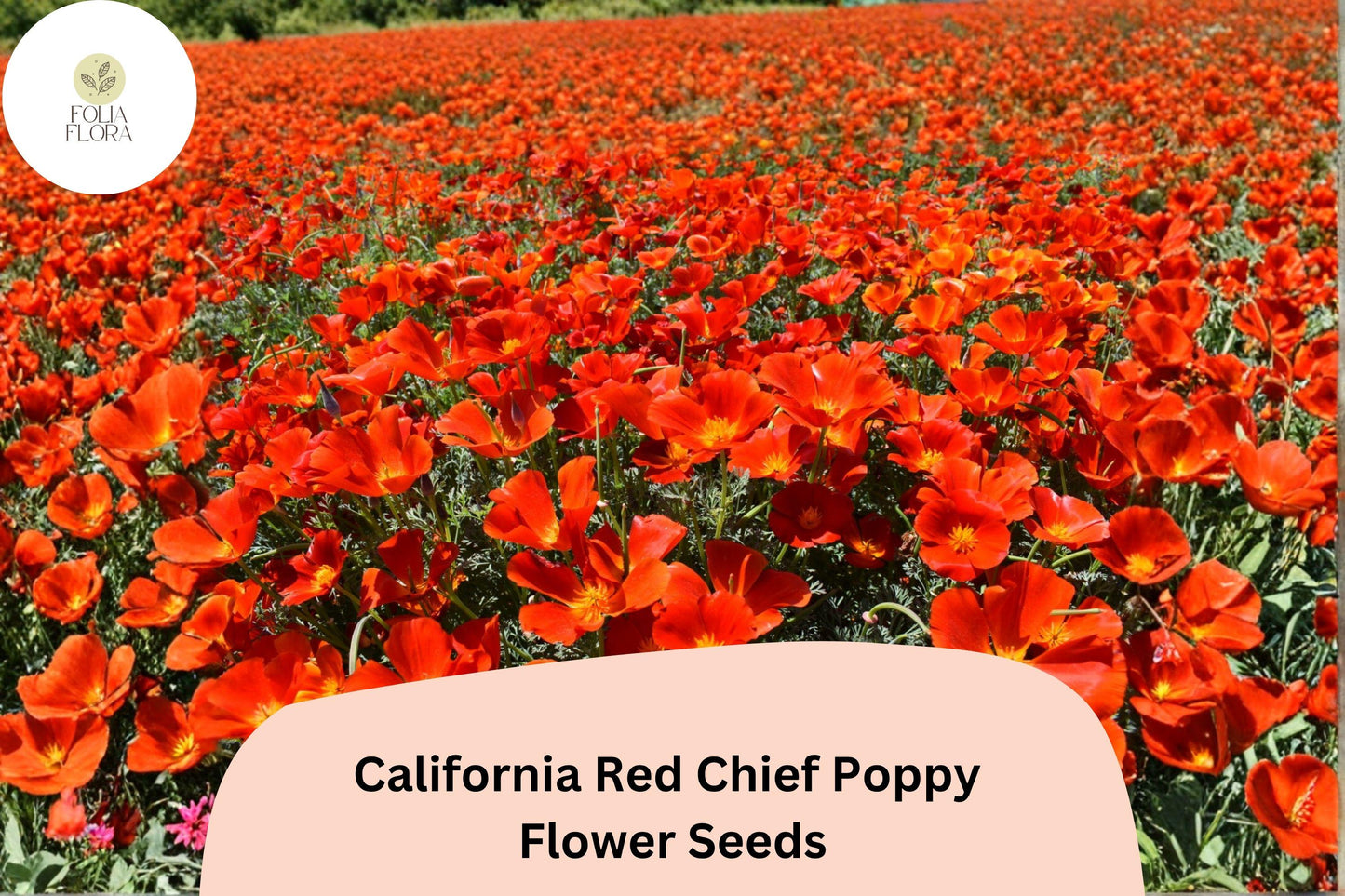 200+ California Red Chief Poppy Seeds for Garden Planting - Stunning Wildflowers