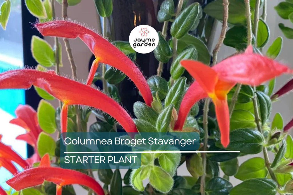 Columnea Broget Stavanger | Goldfish Plant | Lipstick Plant | Red Flowers | 2-Inch Potted Starter Plant