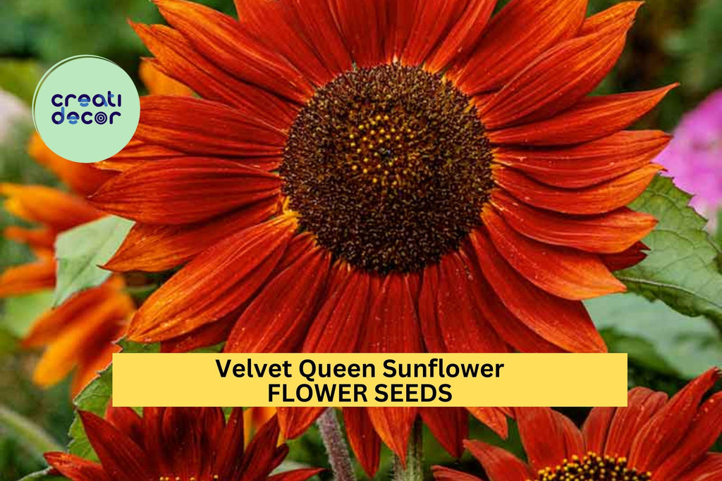 3pcs of 1g Velvet Queen Sunflower Seeds – Deep Red Blooms, Bold Cut Flowers for Pollinator Gardens & Summer Borders Seeds for Planting