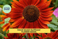 3pcs of 1g Velvet Queen Sunflower Seeds – Deep Red Blooms, Bold Cut Flowers for Pollinator Gardens & Summer Borders Seeds for Planting