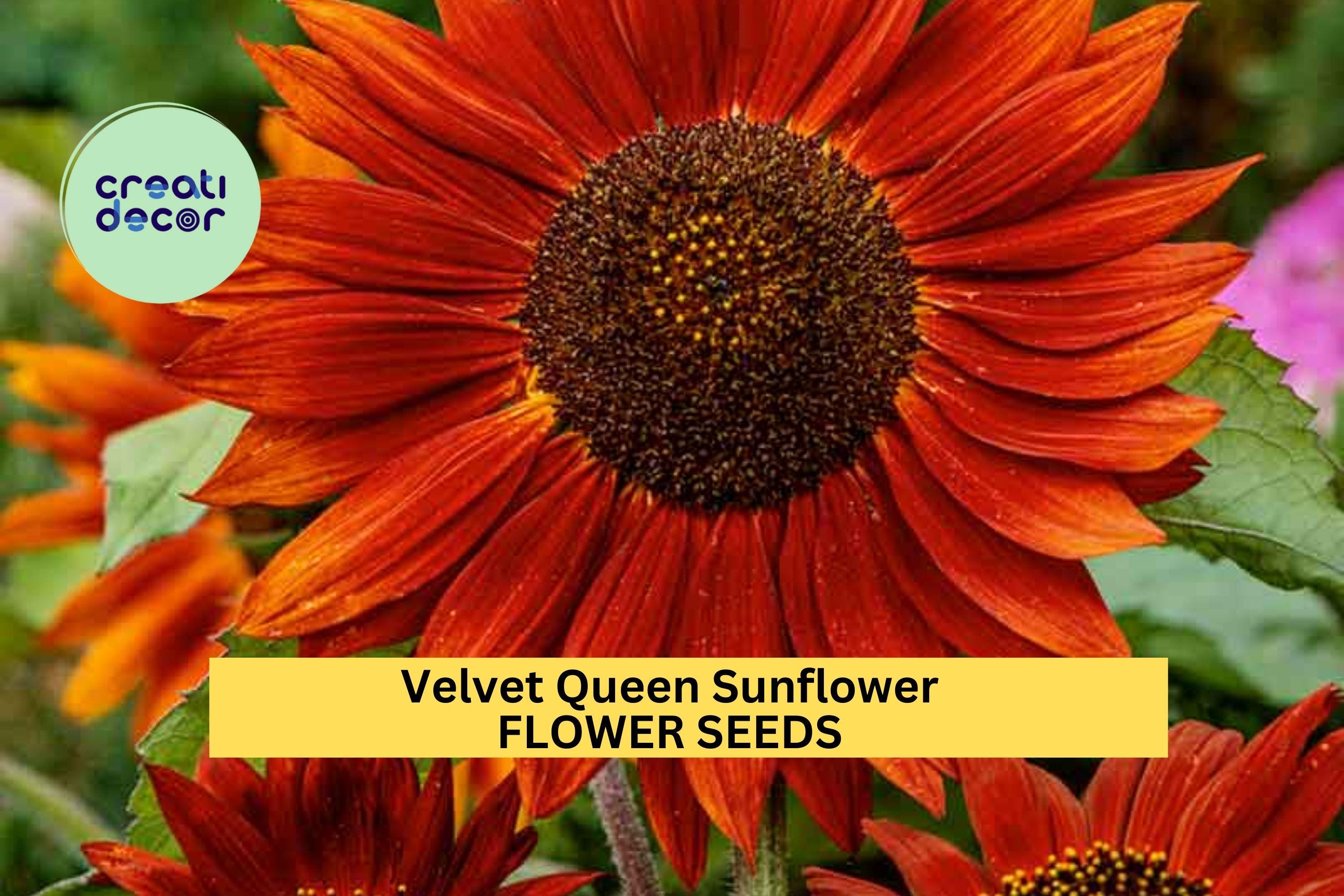 3pcs of 1g Velvet Queen Sunflower Seeds – Deep Red Blooms, Bold Cut Flowers for Pollinator Gardens & Summer Borders Seeds for Planting