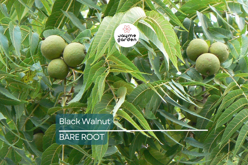 2 Black Walnut Trees 3-4' Tall | Bare Root Seedlings | Hardy Tree for USDA Zones 4-9