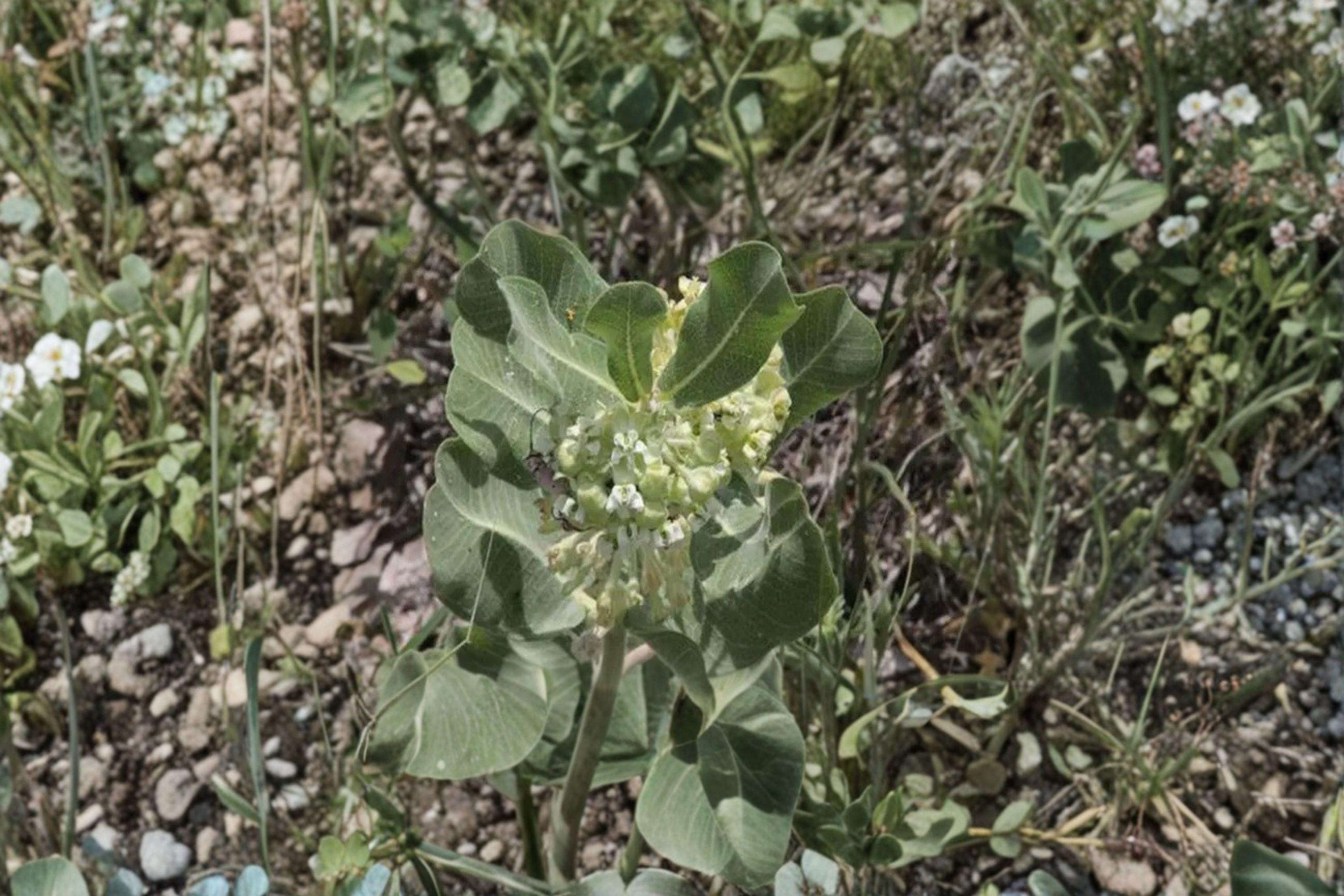 Asclepias arenaria – Western Sand Milkweed | 10 Seeds | Native Milkweed Wildflower | Monarch Butterfly Host Plant