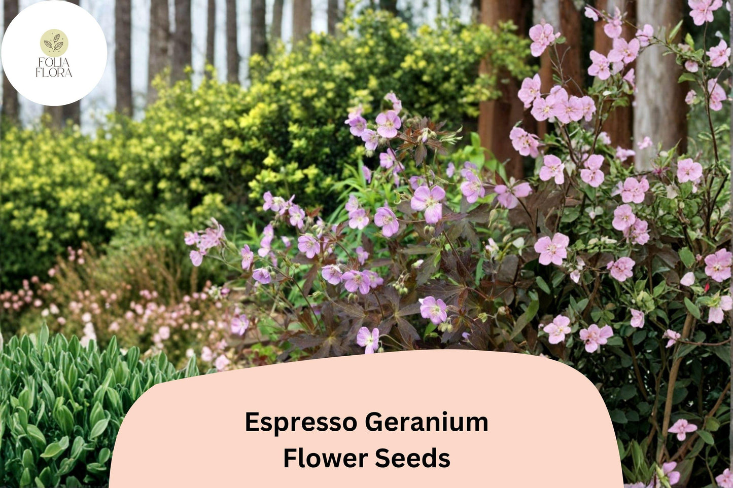25+ Espresso Geranium Seeds | Pink Blooms & Dark Bronze Foliage | Hardy Perennial for Garden Beds and Borders