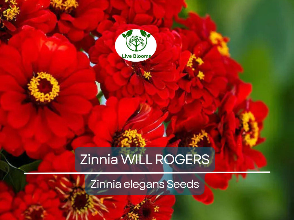 200 Seeds Zinnia WILL ROGERS Hummingbird Red Bees & Butterflies Non-GMO, Zinnia elegans, Bright Red Blooms, Attracts Pollinators