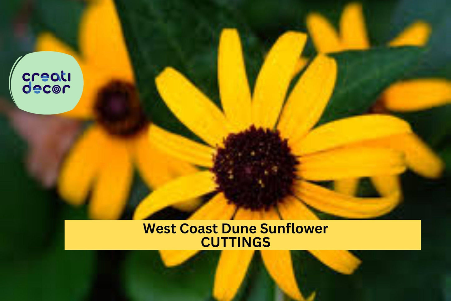 8 West Coast Dune Sunflower Cuttings – Unrooted Yellow Helianthus debilis Stems | Native FL Beach Plant for Gardens & Ground Cover