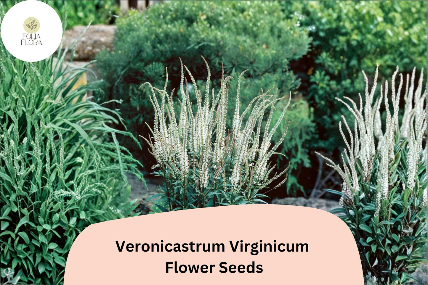 2500 Veronicastrum virginicum Seeds | Culver’s Root | Native White Wildflower for Pollinator & Prairie Gardens