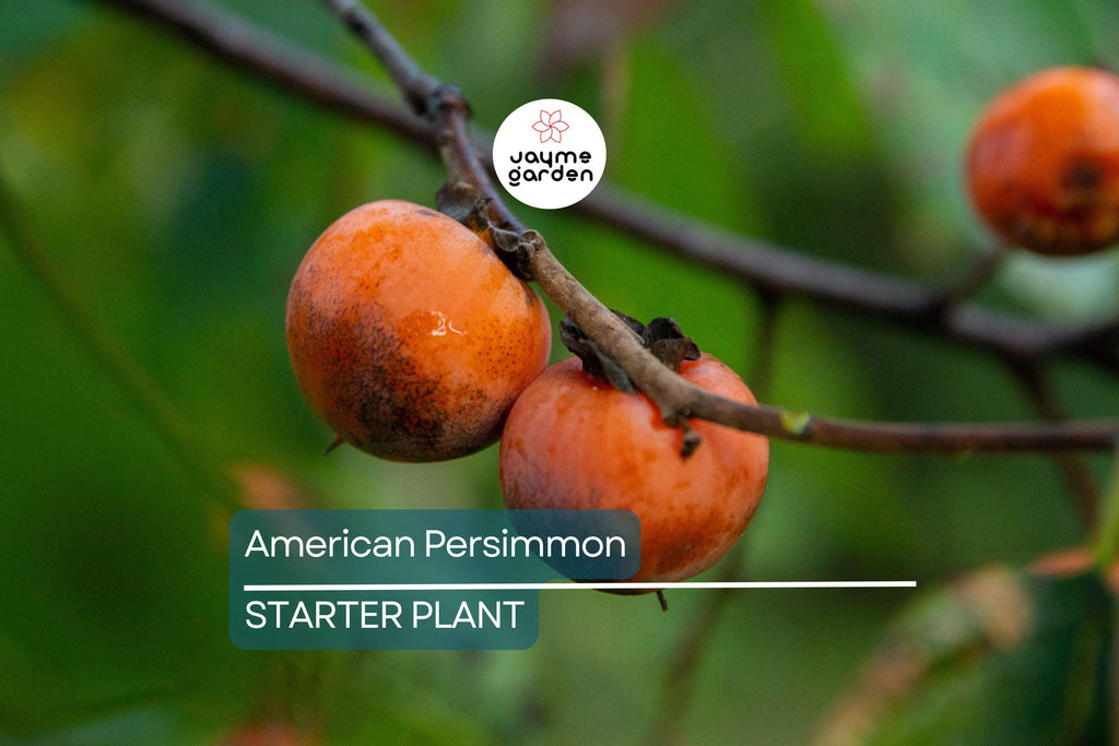 18"-24" American Persimmon Tree - Live Bare Root Plant - Diospyros Virginiana - Hardy Zones 3-8 - Delicious Deciduous Fruit Tree