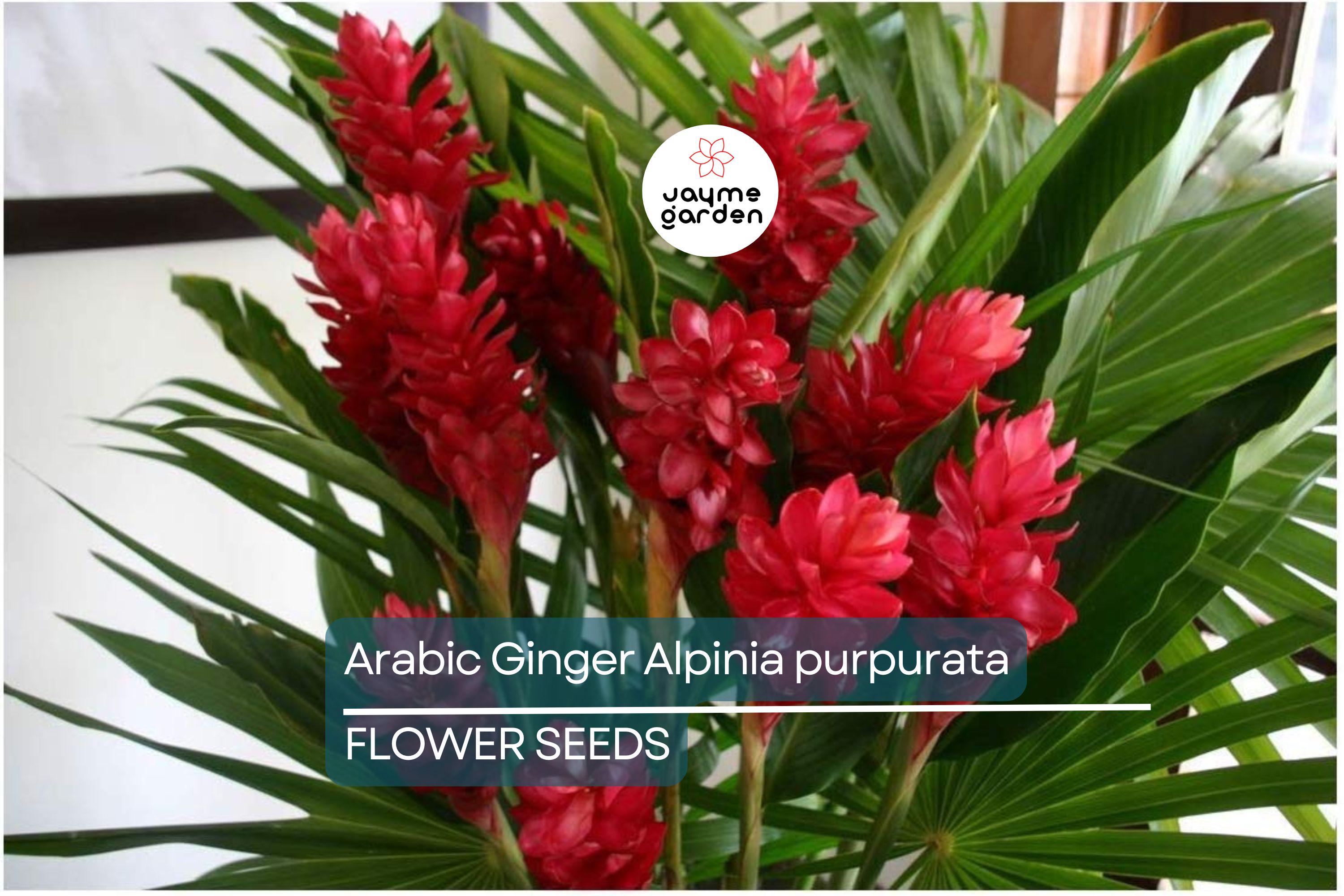 Arabic Ginger Alpinia purpurata Root Rhizome - Fast-Grow, Tropical Flower Plant, 3-4 oz, Zones 7-10, Part Shade, Free Shipping Offer