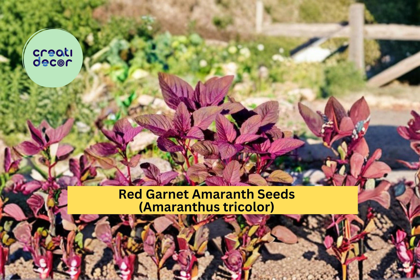 Red Garnet Amaranth Seeds Amaranthus tricolor 100 Count Colorful Ornamental Foliage Garden Plant Seeds