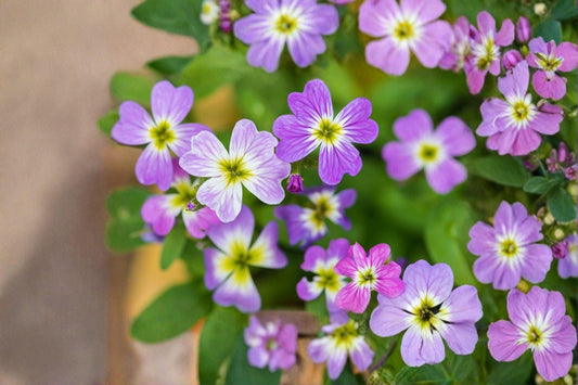 Virginia Stock – Malcolmia maritima Seeds | 100 Seeds | Colorful Spring Flower | Easy Cottage Garden Annual