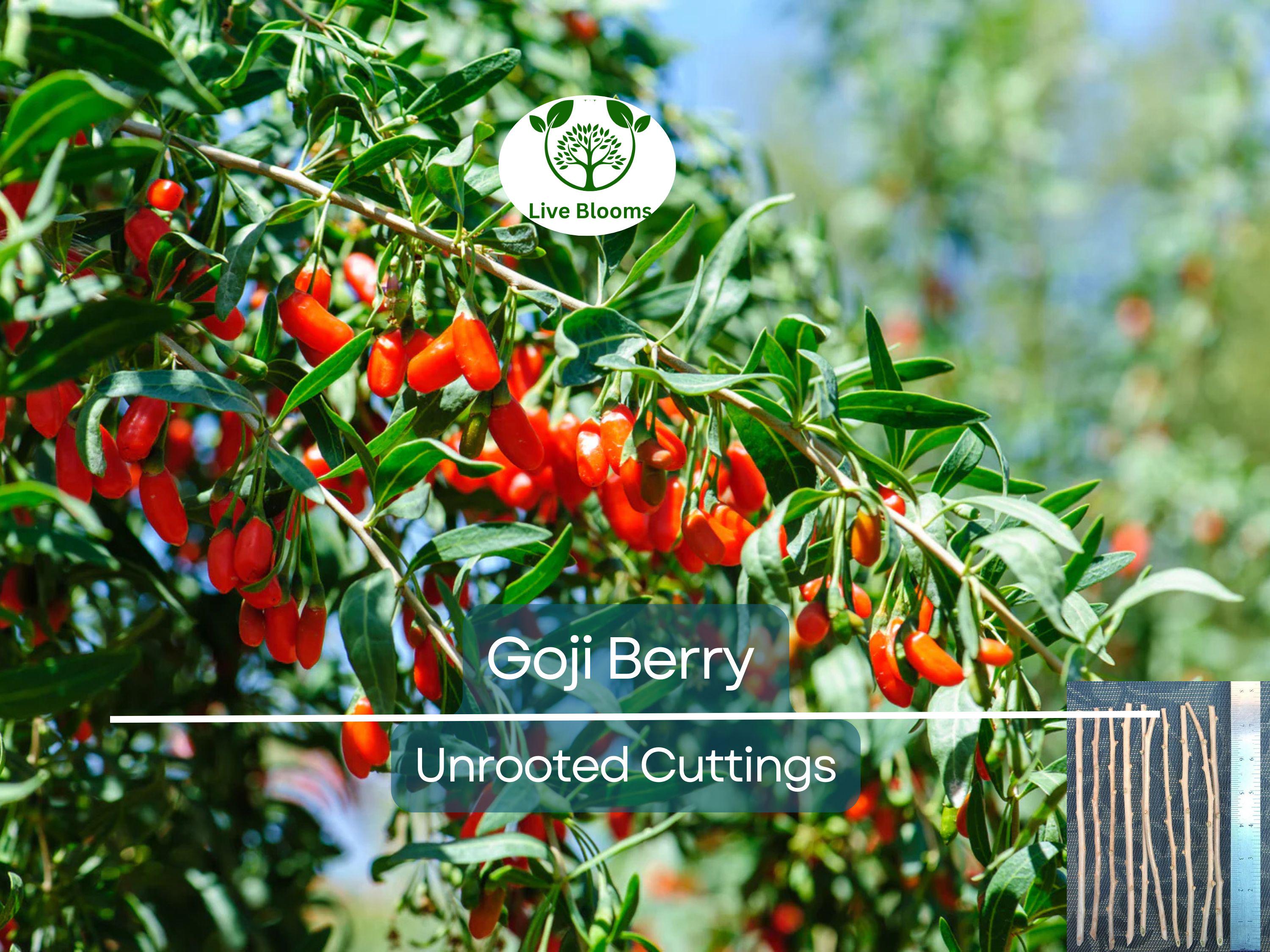 10 Goji Berry Fresh Unrooted Cuttings 7.5" Long - Lycium Barbarum - Superfood Plant for Propagation, Health & Home Garden