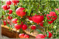 Eversweet Pomegranate 3 Cuttings 6-8" (Punica granatum Eversweet) Unrooted Pomegranate Cuttings