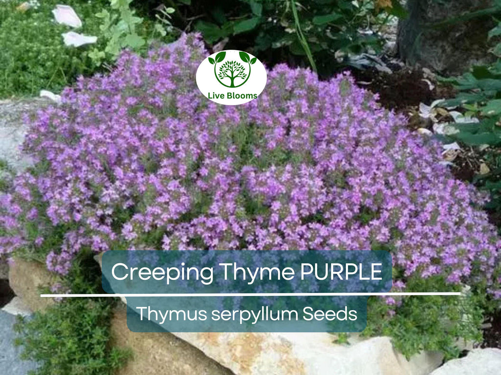 500 Creeping Thyme PURPLE Seeds - Fragrant Groundcover Perennial, Non-GMO, Aromatic Flowers, Ideal for Lawns & Gardens - Thymus serpyllum