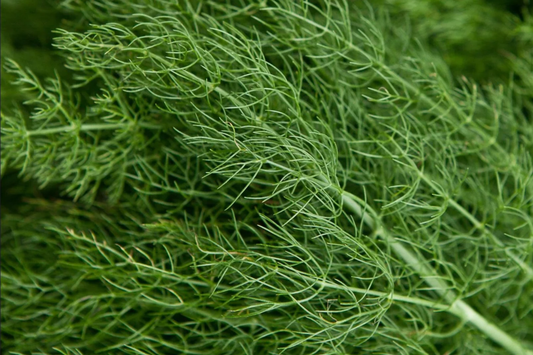 Dill Herb Seeds 500 Seeds G124 Bouquet Easy Grow Microgreen Anethum graveolens