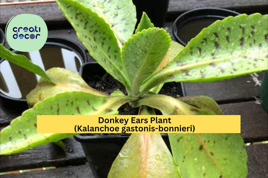 Donkey Ears Plant – Kalanchoe gastonis-bonnieri Succulent, Unique Variegated Leaves, Live Rooted Starter Plant, Tropical Indoor or Patio