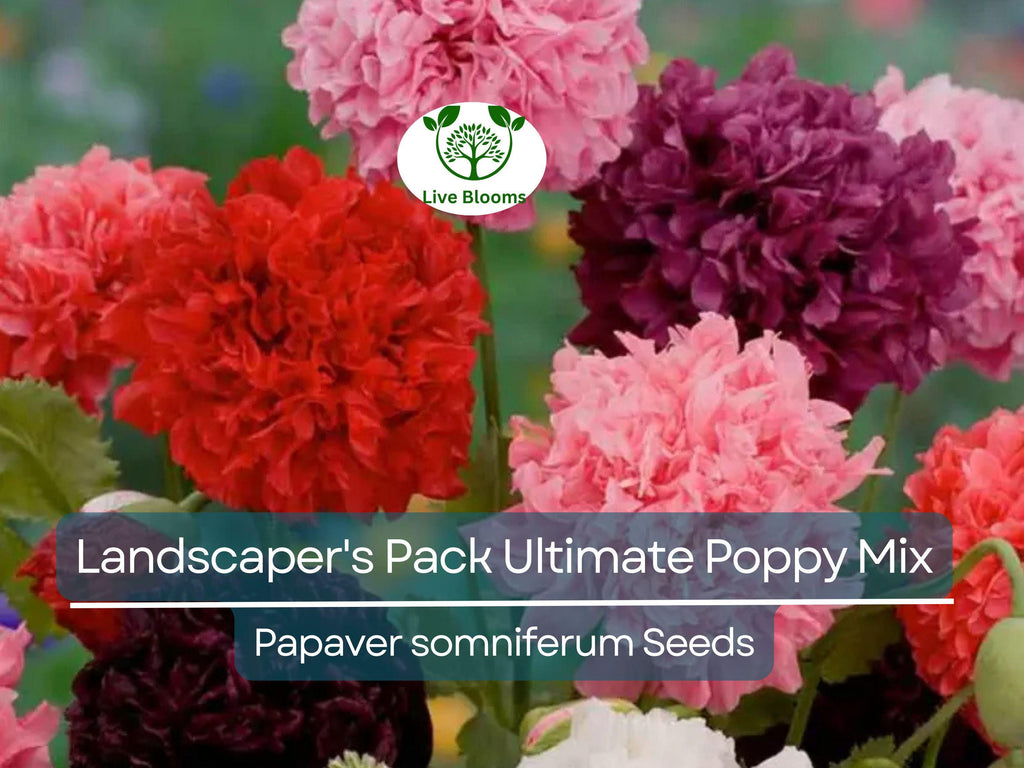 5000 Seeds Landscaper's Pack Ultimate Poppy Mix with Breadseed Papaver Non-GMO, Papaver somniferum, Colorful Garden Flowers