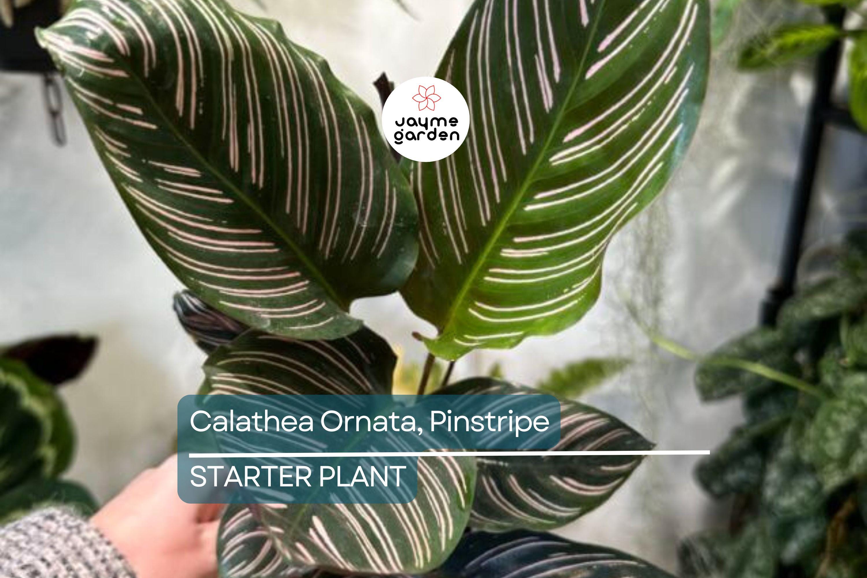 Calathea Ornata Starter Plant | Pinstripe Plant | Live Peacock Plant | Zebra Plant | Indoor Tropical Plant | USA Grown