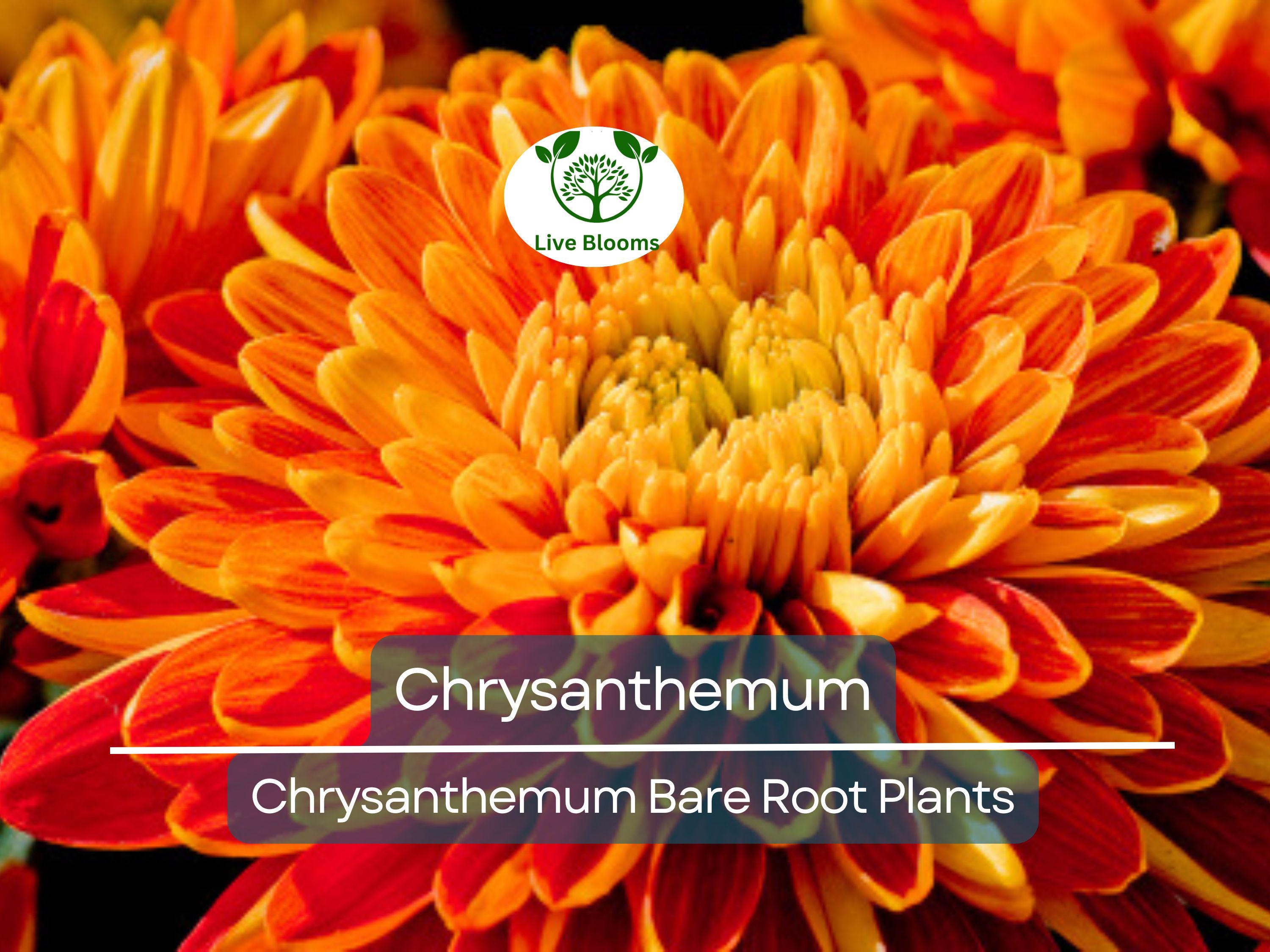 1 Live Chrysanthemum Plant – 3+ Year Old, Semi-Bare Root – Mixed Colors – Hardy Native Flowering Perennial