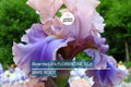 Bearded Iris Florentine Silk - Pink, Lavender, Purple Blooms, Fragrant, Deer-Resistant, USDA Zones 3-10