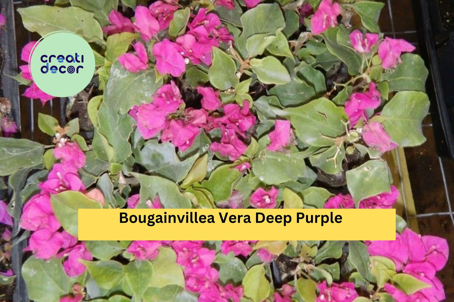Vera Deep Purple Bougainvillea | Live Starter Plug Plant | Well Rooted Flowering Vine for Garden or Patio