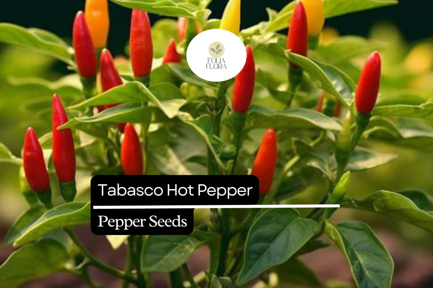250mg Tabasco Hot Pepper Seeds Capsicum frutescens | Medium-Hot Heirloom, Non-GMO, Ideal for Sauces, Pickling & Fresh Cooking